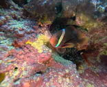 沖縄マリンサービス碧に投稿された画像（2024/1/1）