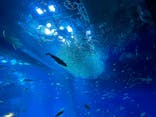 アクアワールド茨城県大洗水族館に投稿された画像（2024/1/1）