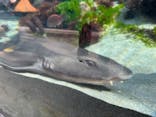 環境水族館アクアマリンふくしまに投稿された画像（2024/1/1）