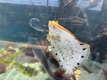 環境水族館アクアマリンふくしまに投稿された画像（2024/1/1）