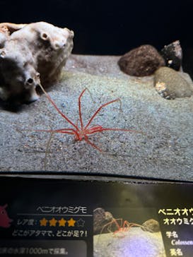 環境水族館アクアマリンふくしまに投稿された画像（2024/1/1）