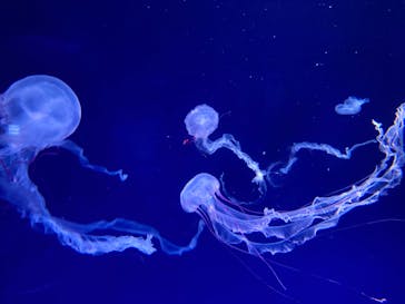 新江ノ島水族館に投稿された画像（2024/1/1）