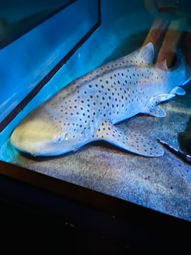 アクアワールド茨城県大洗水族館に投稿された画像（2024/1/1）