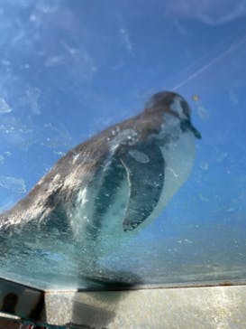 下田海中水族館に投稿された画像（2024/1/1）