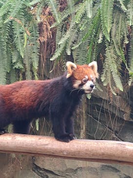 神戸どうぶつ王国に投稿された画像（2024/1/1）