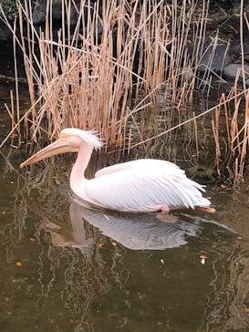 神戸どうぶつ王国に投稿された画像（2024/1/1）