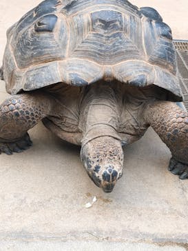 神戸どうぶつ王国に投稿された画像（2024/1/1）