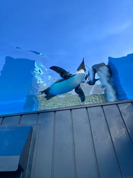 サンシャイン水族館に投稿された画像（2024/1/1）