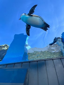 サンシャイン水族館に投稿された画像（2024/1/1）