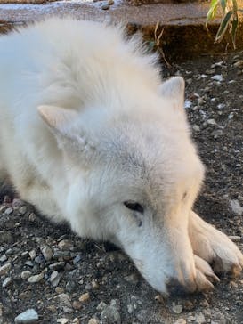 那須どうぶつ王国に投稿された画像（2024/1/1）