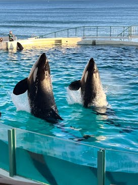 鴨川シーワールドに投稿された画像（2024/1/1）