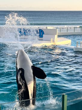 鴨川シーワールドに投稿された画像（2024/1/1）