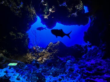 鴨川シーワールドに投稿された画像（2024/1/1）