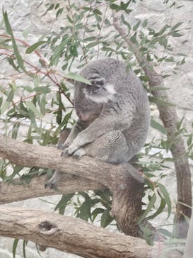 淡路ファームパーク イングランドの丘に投稿された画像（2024/1/1）