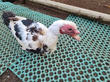 伊豆シャボテン動物公園に投稿された画像（2024/1/1）