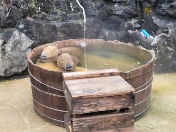 伊豆シャボテン動物公園に投稿された画像（2024/1/1）