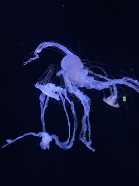 サンシャイン水族館に投稿された画像（2024/1/1）