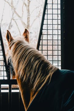 ノーザンホースパークに投稿された画像（2024/1/1）