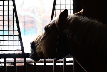 ノーザンホースパークに投稿された画像（2024/1/1）