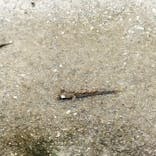 アクアワールド茨城県大洗水族館に投稿された画像（2024/1/1）