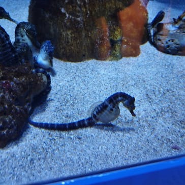 アクアワールド茨城県大洗水族館に投稿された画像（2024/1/1）