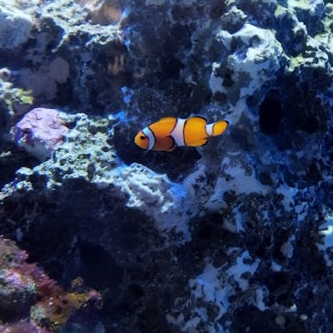 アクアワールド茨城県大洗水族館に投稿された画像（2024/1/1）