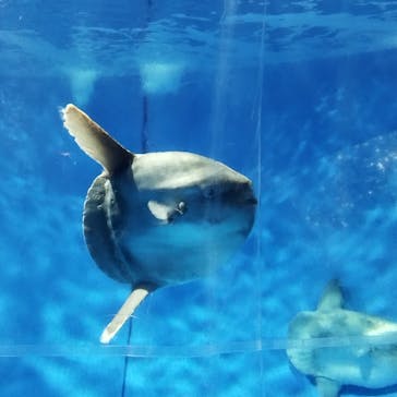 アクアワールド茨城県大洗水族館に投稿された画像（2024/1/1）