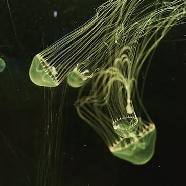 アクアワールド茨城県大洗水族館に投稿された画像（2024/1/1）