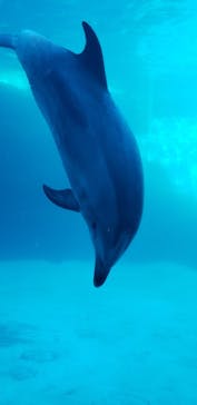 名古屋港水族館に投稿された画像（2024/1/1）