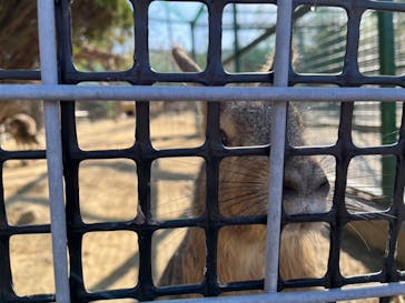 しろとり動物園に投稿された画像（2024/1/1）