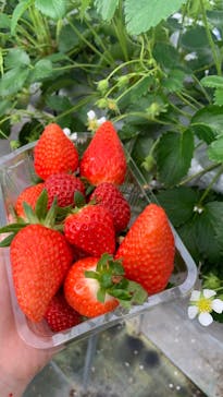 淡路ファームパーク イングランドの丘に投稿された画像（2024/1/1）