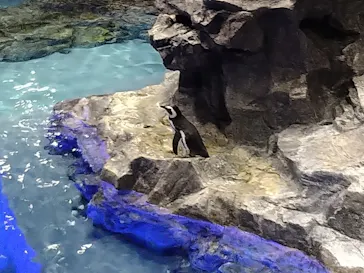 すみだ水族館に投稿された画像（2024/1/1）