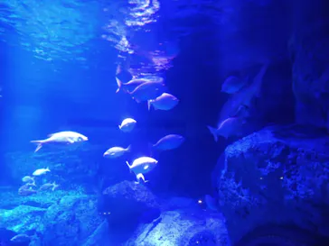 すみだ水族館に投稿された画像（2024/1/1）