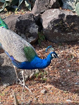 伊豆シャボテン動物公園に投稿された画像（2024/1/1）