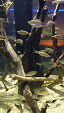 カワスイ 川崎⽔族館に投稿された画像（2024/1/1）