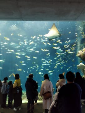 鴨川シーワールドに投稿された画像（2024/1/1）