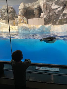 名古屋港水族館に投稿された画像（2024/1/1）