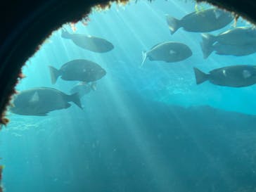 串本海中公園水族館に投稿された画像（2024/1/1）