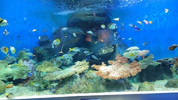 しながわ水族館に投稿された画像（2024/1/1）