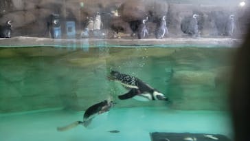 しながわ水族館に投稿された画像（2024/1/1）