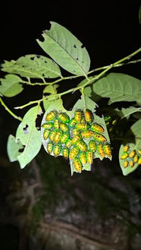 宮古島マリン SUGAR3（シュガースリー）に投稿された画像（2024/1/2）