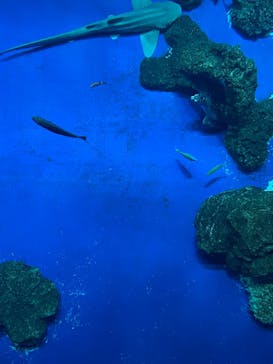 DMMかりゆし水族館に投稿された画像（2024/1/2）