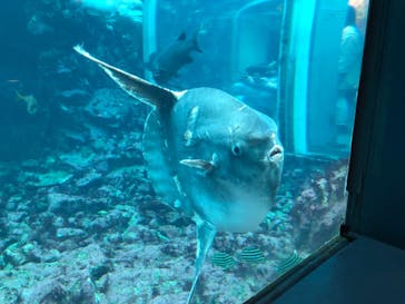 下田海中水族館に投稿された画像（2024/1/2）