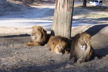 群馬サファリパークに投稿された画像（2024/1/2）