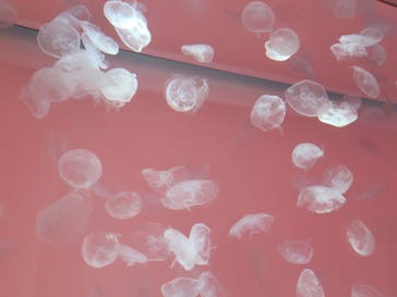 アクアワールド茨城県大洗水族館に投稿された画像（2024/1/2）