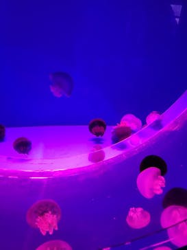 アクアワールド茨城県大洗水族館に投稿された画像（2024/1/2）