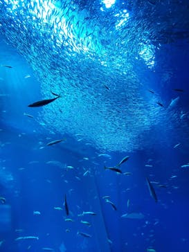 アクアワールド茨城県大洗水族館に投稿された画像（2024/1/2）