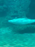 名古屋港水族館に投稿された画像（2024/1/2）