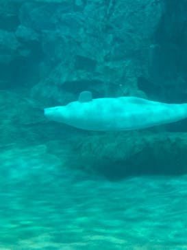名古屋港水族館に投稿された画像（2024/1/2）