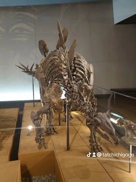 福井県立恐竜博物館に投稿された画像（2024/1/2）